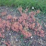 Sedum hispanicum Habit