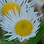 Erigeron strigosus Цвят