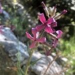 Hesperis laciniata Flower