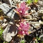 Parentucellia latifolia Квітка