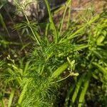 Delphinium ajacis Leaf