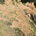 Andropogon bicornis Flower