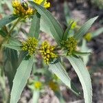 Flaveria bidentis Flower