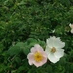 Rosa tomentosa Floare