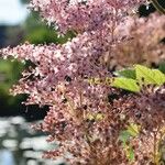 Filipendula rubra Flor