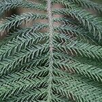 Araucaria biramulata Blatt