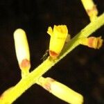 Guarea pubescens Květ
