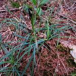 Carex sylvatica Habit