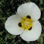 Calochortus leichtlinii Flower