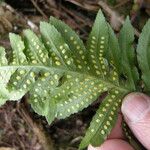 Polypodium californicum Hoja