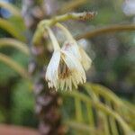 Elaeocarpus vieillardii Blomma