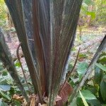 Geonoma macrostachys Плод