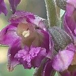 Epipactis atrorubens Flower