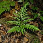 Selaginella firmuloides Leht