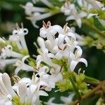 Ligustrum ovalifolium花