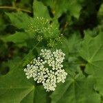 Chaerophyllum temulumFlower