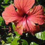 Hibiscus fragilis 花