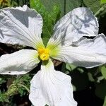 Lagenaria sphaerica Flower