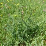 Thalictrum lucidum Celota