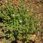 Ononis diffusa Habit