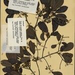 Capurodendron terminalioides Other