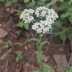 Achillea nobilisFlower