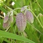 Silene uniflora Flor