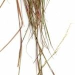 Sporobolus vaginiflorus Deilen