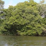Osodendron altissimum Habit