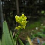 Polystachya golungensis Flower