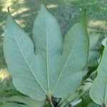 Sterculia apetala Leaf