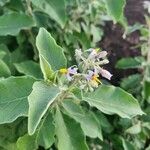 Solanum tettense Fulla