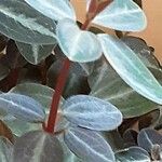 Peperomia verticillata Écorce