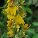 Crotalaria pallida Цвят