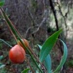 Osyris lanceolata Fruit