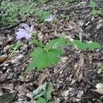 Geranium nodosum Flower