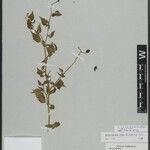 Solanum ovum-fringillae Otro