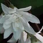 Deutzia scabra Λουλούδι