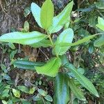 Eucryphia cordifolia Іншае