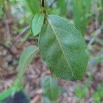 Elaeagnus multiflora 叶