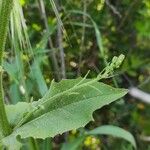 Crepis pulchra برگ