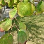 Cercidiphyllum japonicum 葉