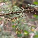 Vachellia karroo Blad