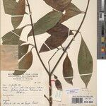Chassalia subochreata Hoja