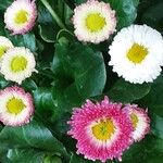 Bellis rotundifolia Habit