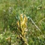 Astragalus asper Flower