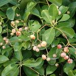 Euonymus japonicus Outro