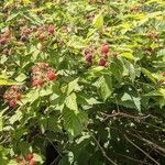 Rubus occidentalis Owoc