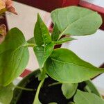 Mirabilis longiflora Fruto