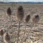 Dipsacus sativusFruit